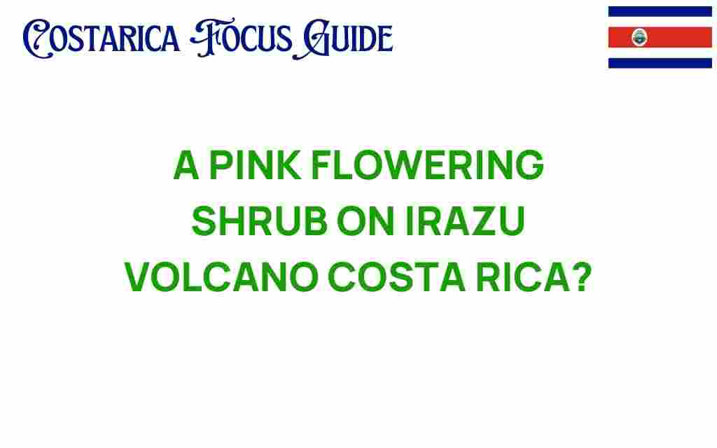 irazu-volcano-pink-flowering-shrub