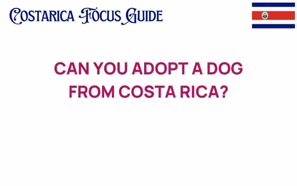 adopting-a-dog-from-costa-rica