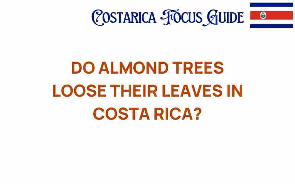 do-almond-trees-lose-their-leaves-costa-rica