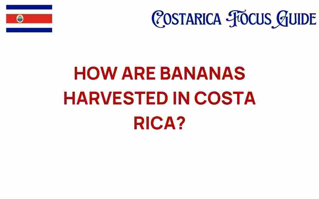 how-banana-harvesting-in-costa-rica