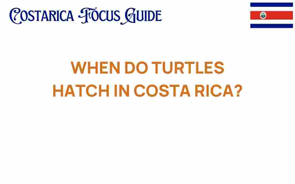 when-do-turtles-hatch-costa-rica